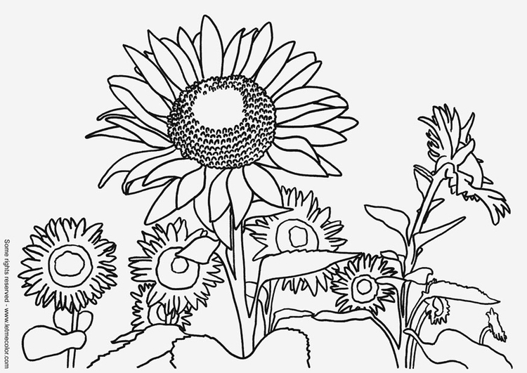 Coloriage tournesols