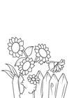 Coloriage tournesols