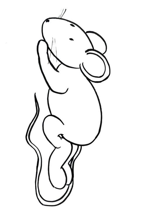 Transi, la souris