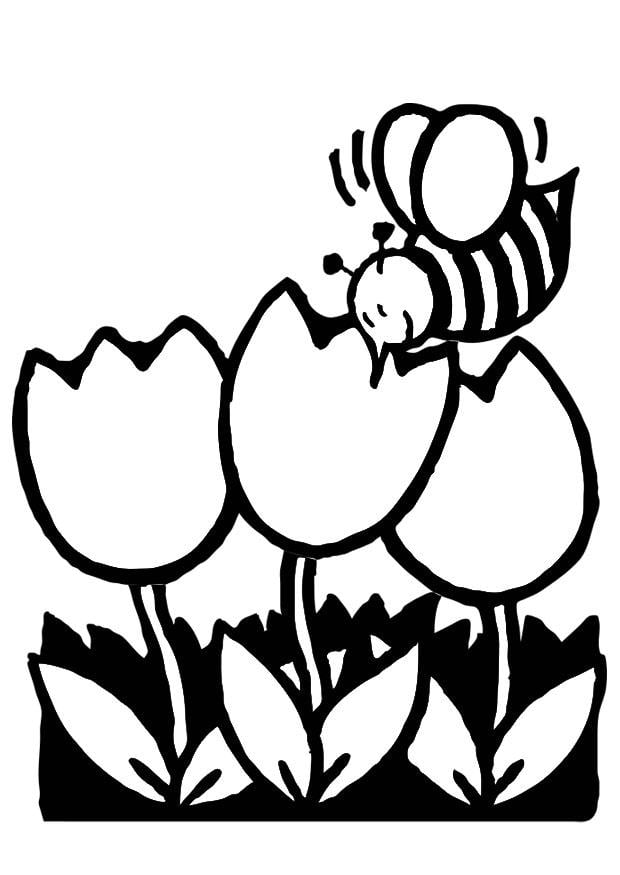 Coloriage tulipes avec abeille