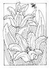 Coloriage tulipes