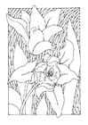 Coloriages tulipes