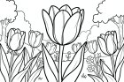 tulipes