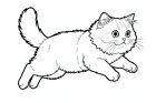 coloriage un chat persan qui saute