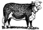 vache - Hereford