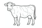 vache