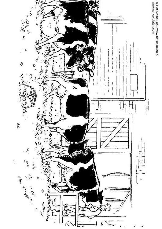 vaches