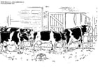 Coloriages vaches