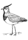 Coloriage vanneau huppé