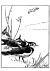 Coloriage vanneau huppÃ© 