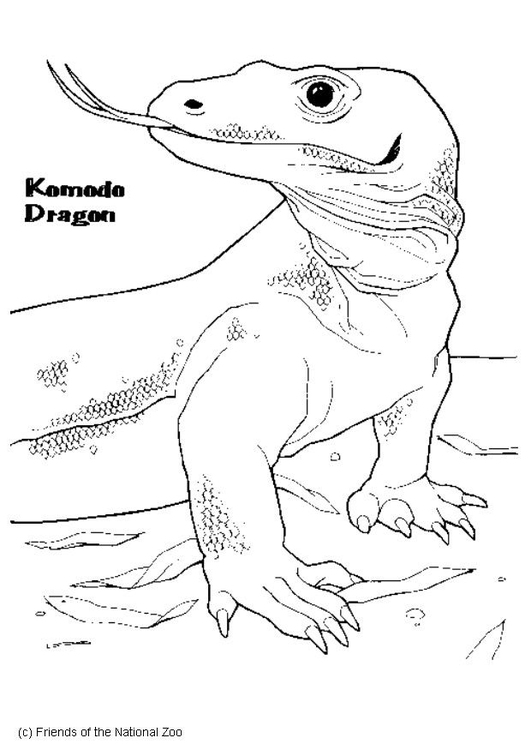 Coloriage varan de Komodo