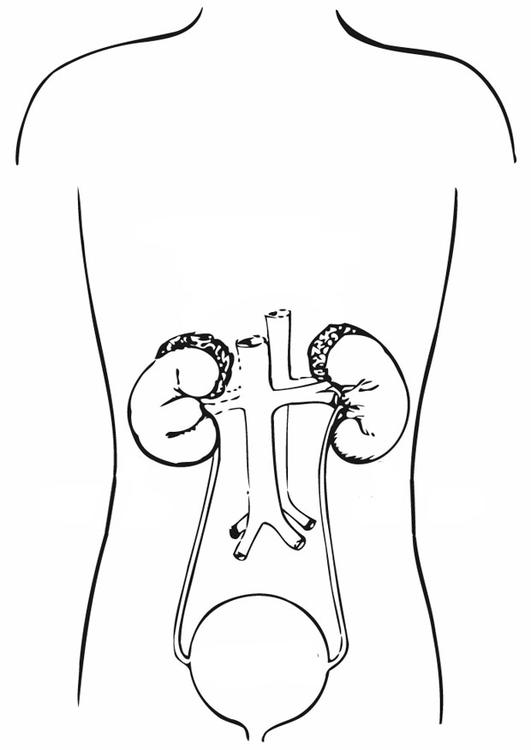 voie urinaire