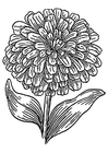 Coloriage zinnia