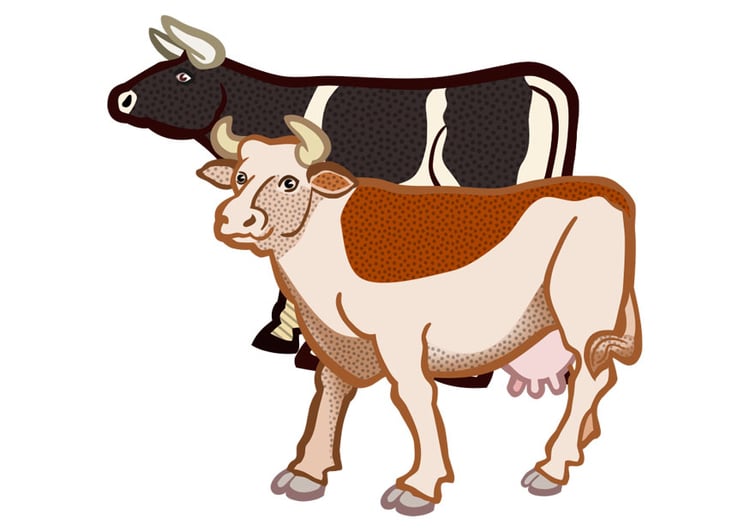 Image 2 vaches
