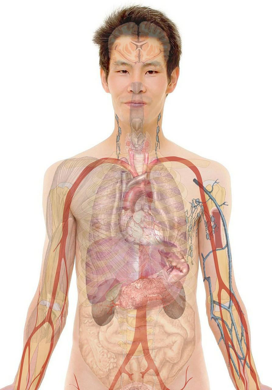 Image anatomie