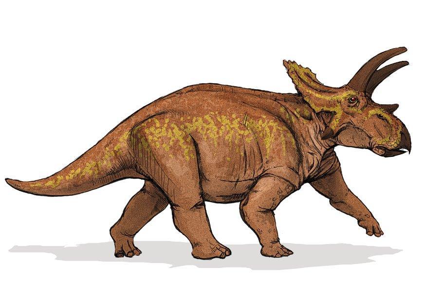 image-anchiceratops-images-gratuites-imprimer-dessin-7598