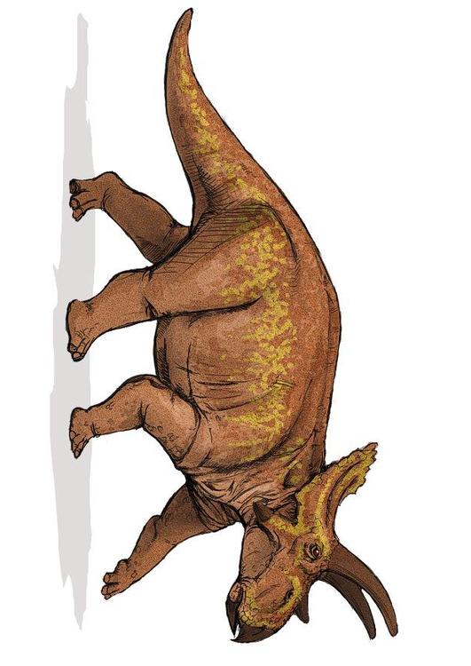 anchiceratops