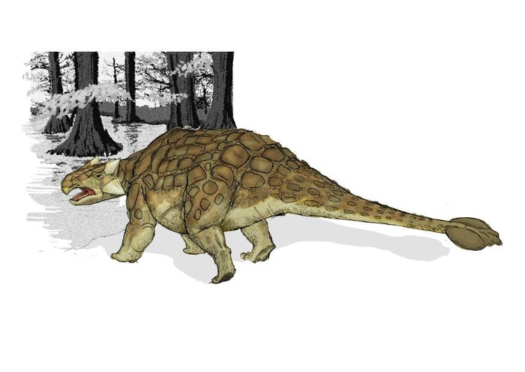 Image ankylosaurus