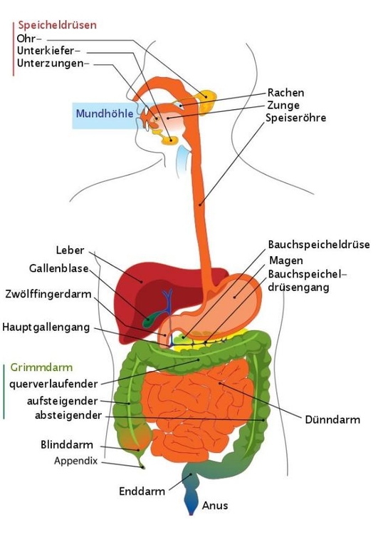 Image appareil digestif Allemand