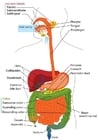 Images appareil digestif Anglais