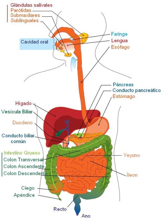 Image appareil digestif Espagnol