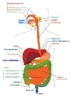 Images appareil digestif Français