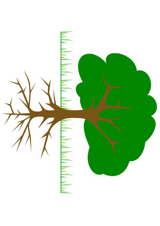 Arbre avec racines