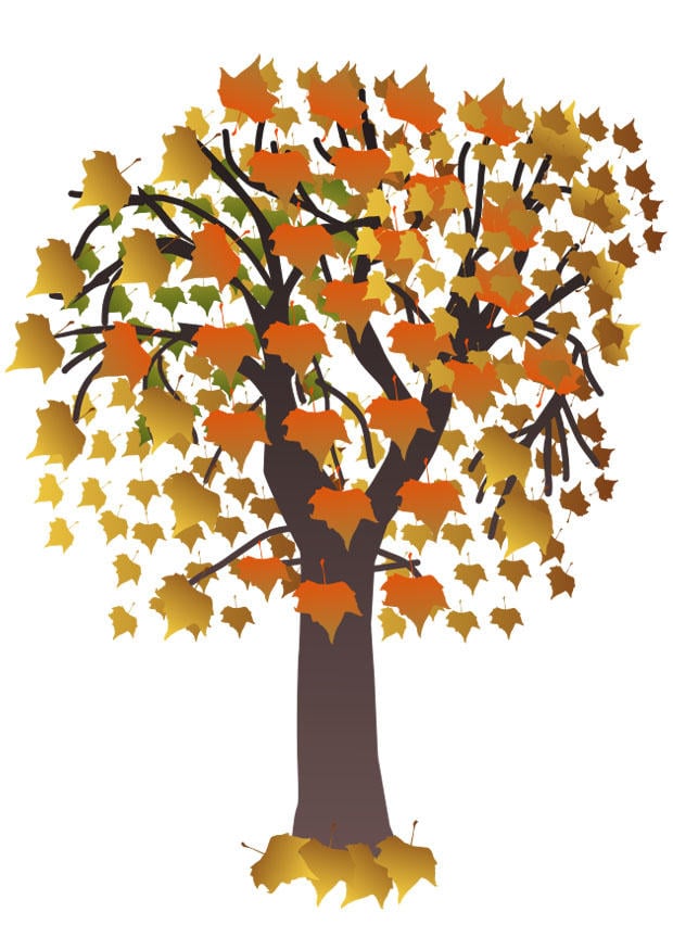 Image arbre en automne