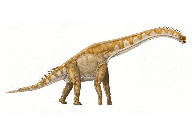 Image brachiosaure