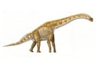 Images brachiosaure