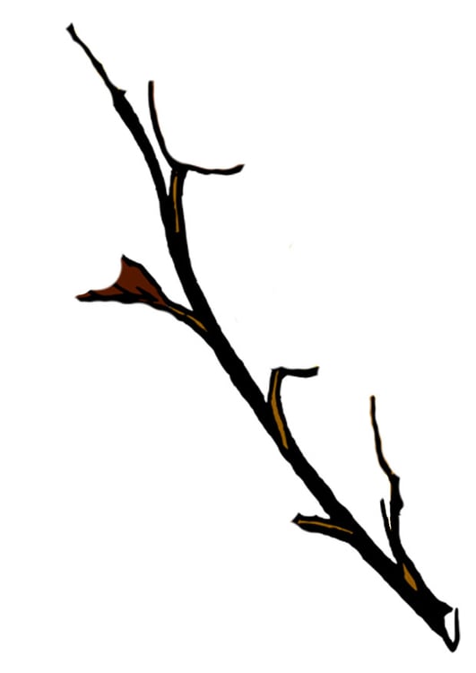 Image branche d'arbre en hiver