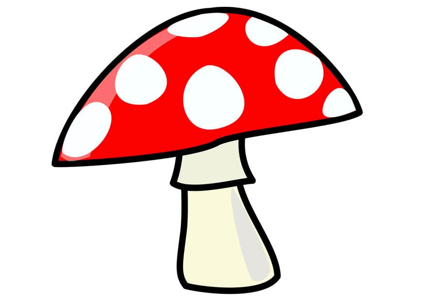 Image champignon