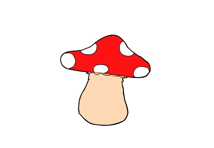 Image champignon