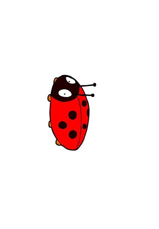 coccinelle