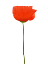 coquelicot