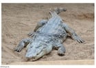 Photo crocodile