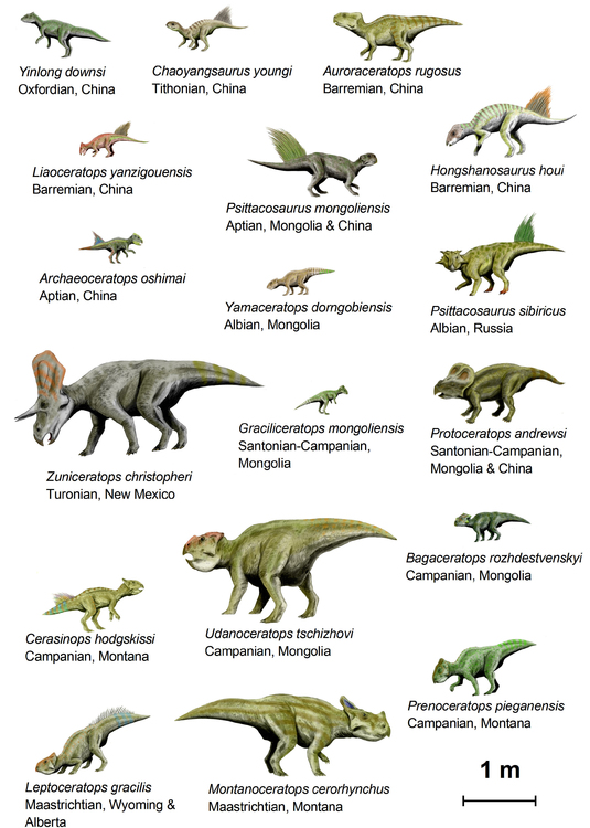 Image dinosaures (basal ceratopsia)