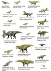 Images dinosaures (basal ceratopsia)