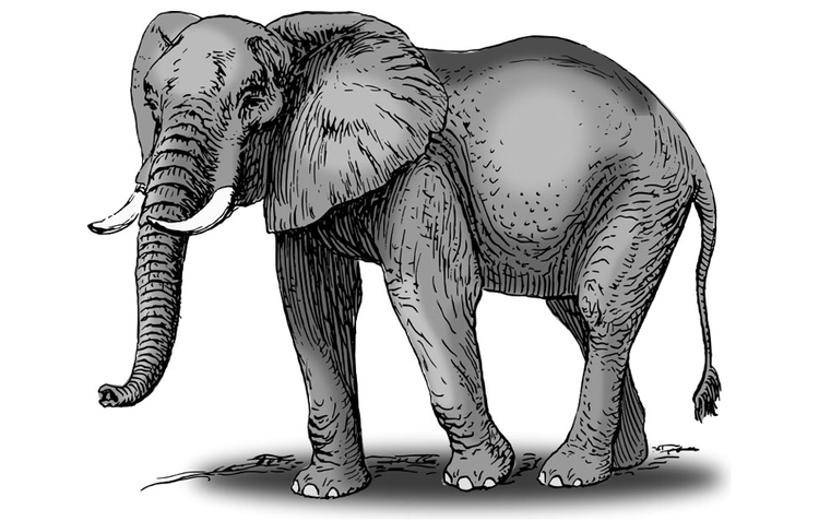 Image Ã©lÃ©phant