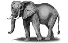 éléphant