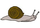 Images escargot