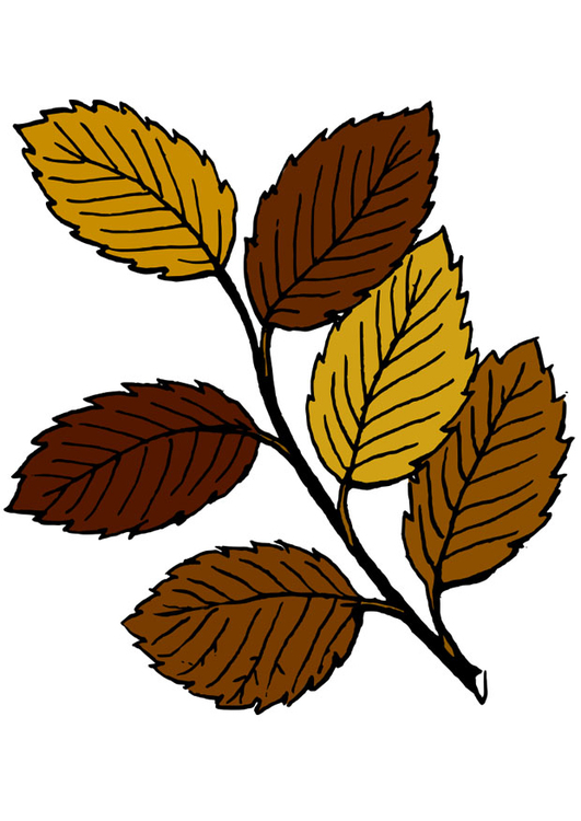 Image feuilles d'automne 