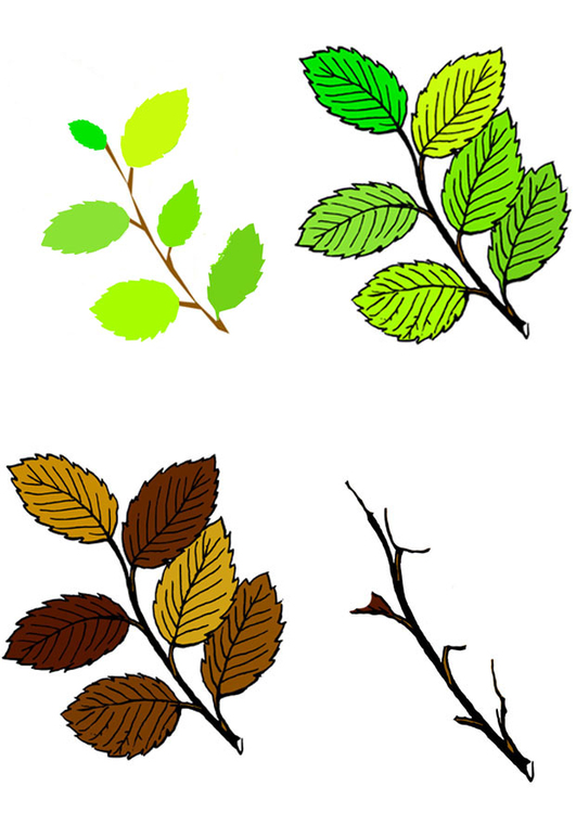 Image feuilles des quatre saisons