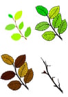 Images feuilles des quatre saisons