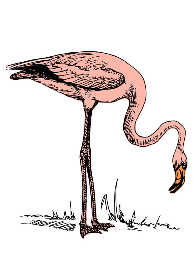 Image Flamant Rose Images Gratuites A Imprimer Dessin