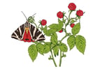 Image framboises avec papillon