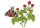 framboises avec papillon