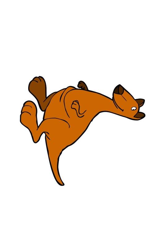 kangourou