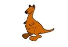 Images kangourou