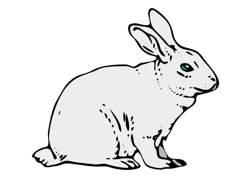 image le lapin  images gratuites à imprimer  dessin 10201